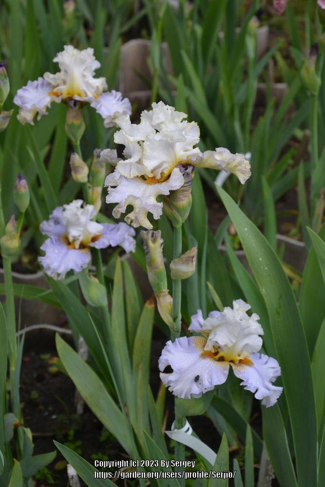 Photo of Tall Bearded Iris (Iris 'Bubbles All Round') uploaded by Serjio