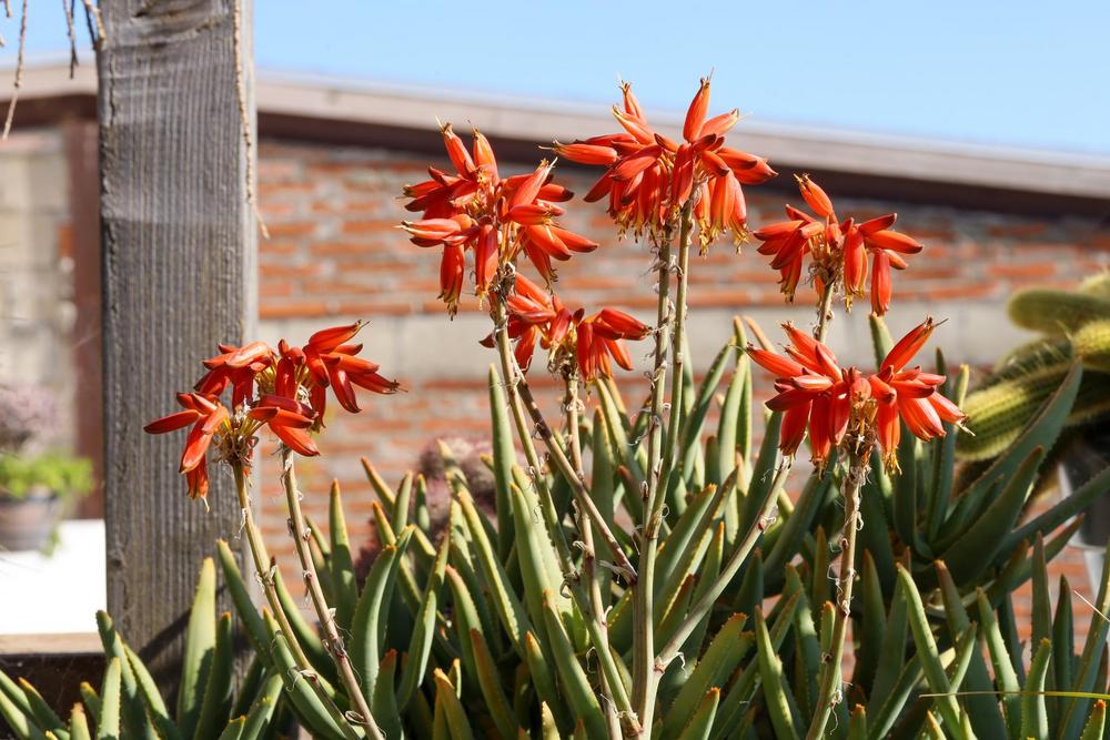 Photo of Herero Aloe (Aloe hereroensis) uploaded by Baja_Costero