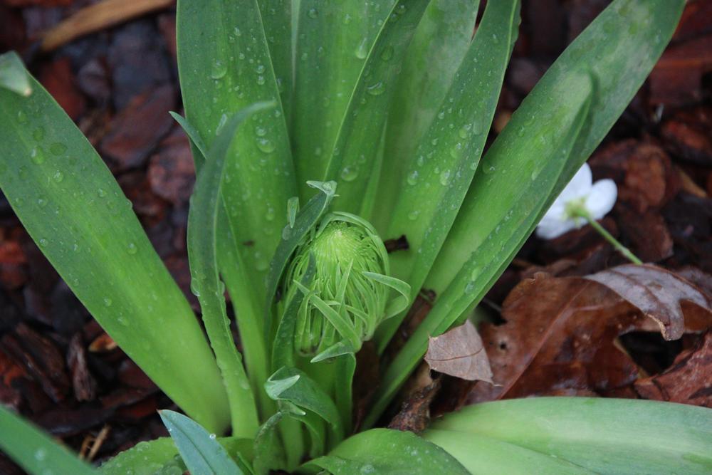 Photo of Peruvian Lily (Scilla peruviana) uploaded by LoriMT