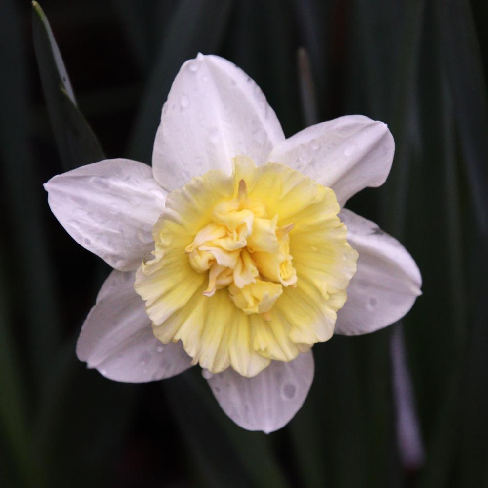 Photo of Double Daffodil (Narcissus 'Ice King') uploaded by LoriMT