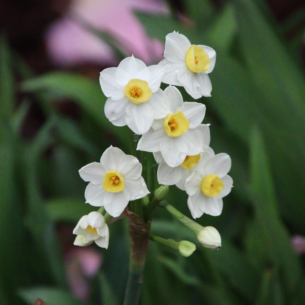 Photo of Tazetta Narcissus (Narcissus 'Avalanche') uploaded by LoriMT