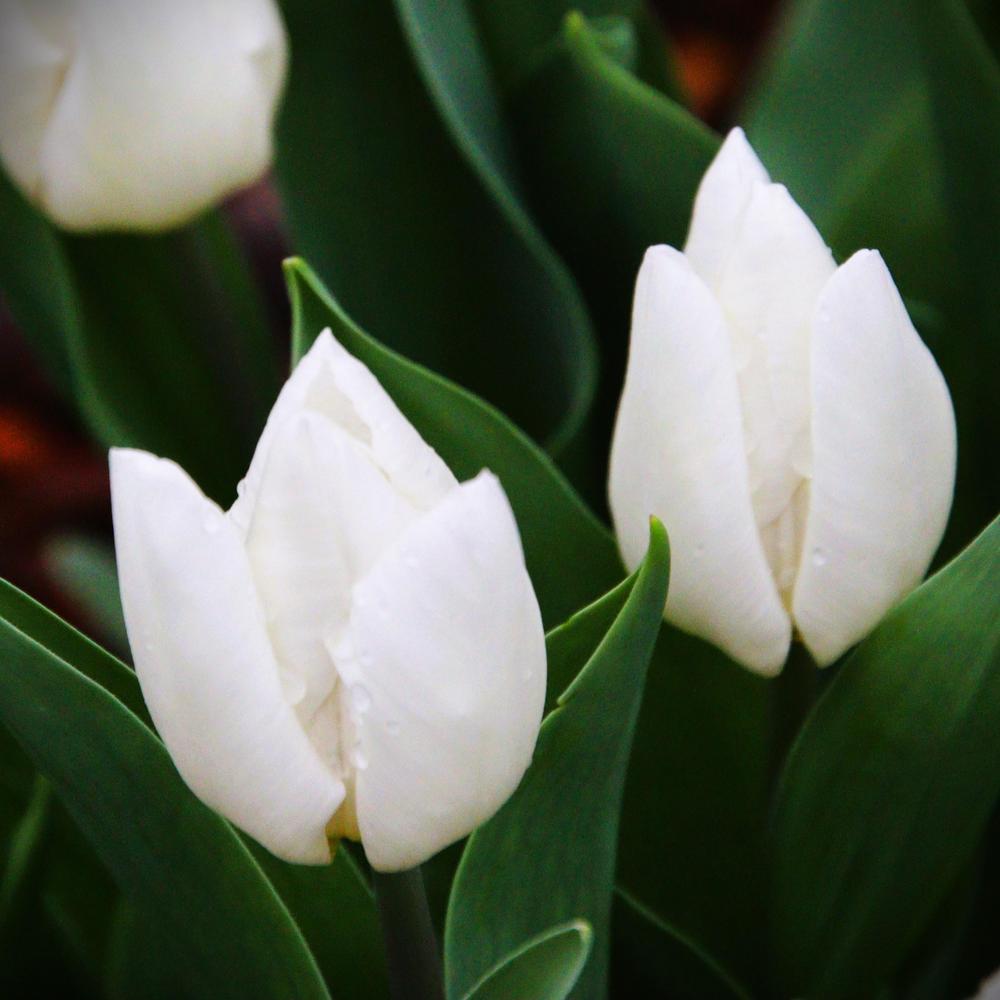 Photo of Tulip (Tulipa 'White Prince') uploaded by LoriMT