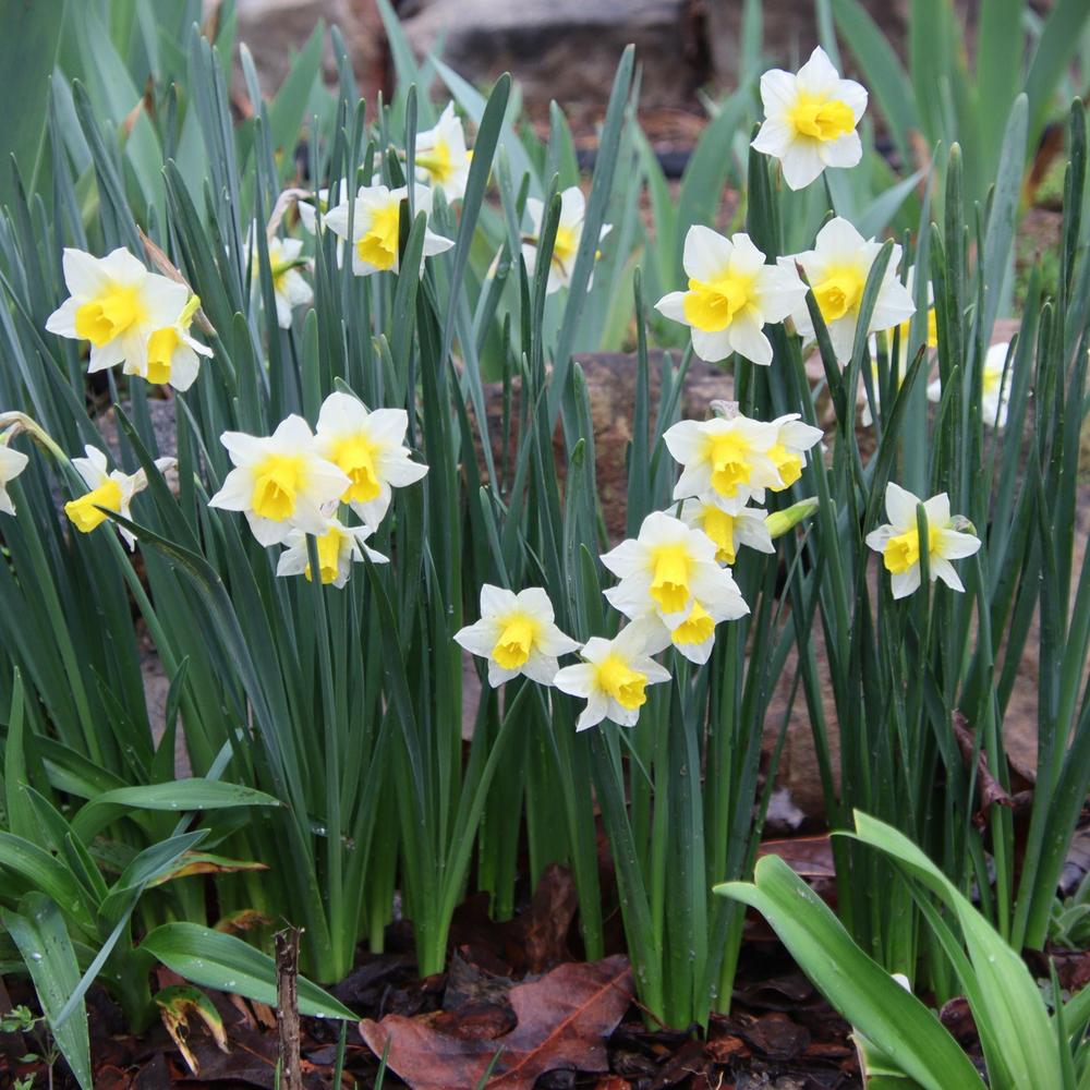 Photo of Jonquilla Daffodil (Narcissus 'Golden Echo') uploaded by LoriMT