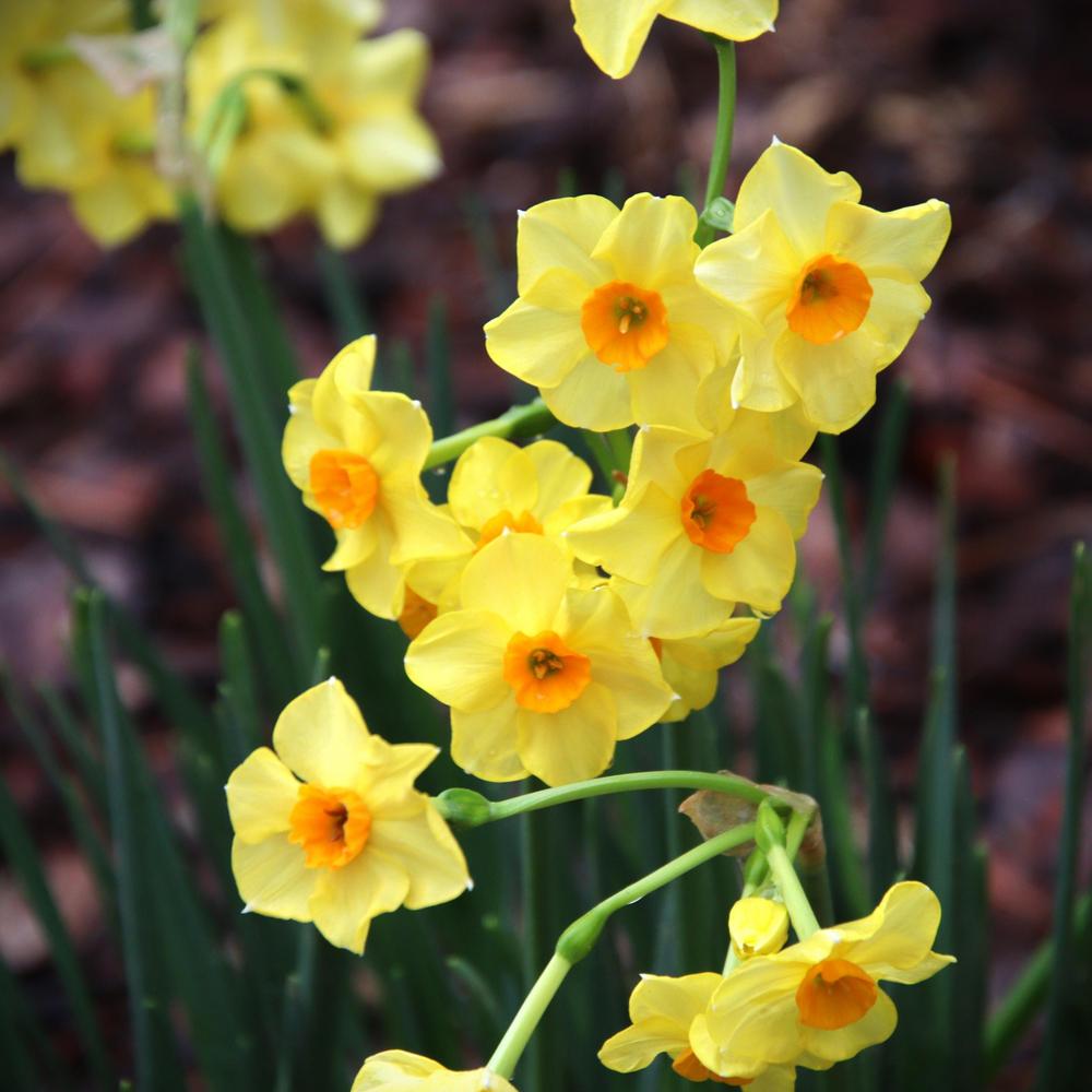 Photo of Tazetta Daffodil (Narcissus 'Martinette') uploaded by LoriMT