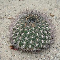 Location: Cactus Oase
Date: 2011-08-08