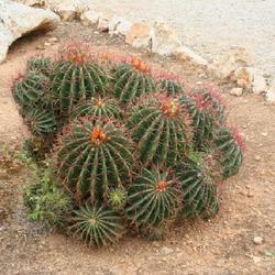 Location: Botanical Garden 'Botanicactus' - Mallorca
Date: 2013-12-06
Beschornenia yuccoides - Botanicactus-1
