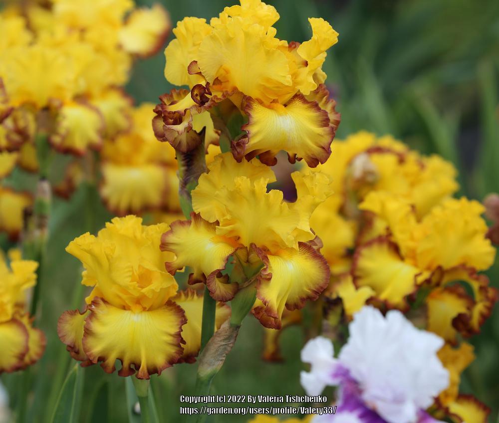 Photo of Tall Bearded Iris (Iris 'Rim of Fire') uploaded by Valery33