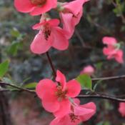 Japanese quince #180 nn; LHP  513, 95-24-3 Greek compound of 2 sp