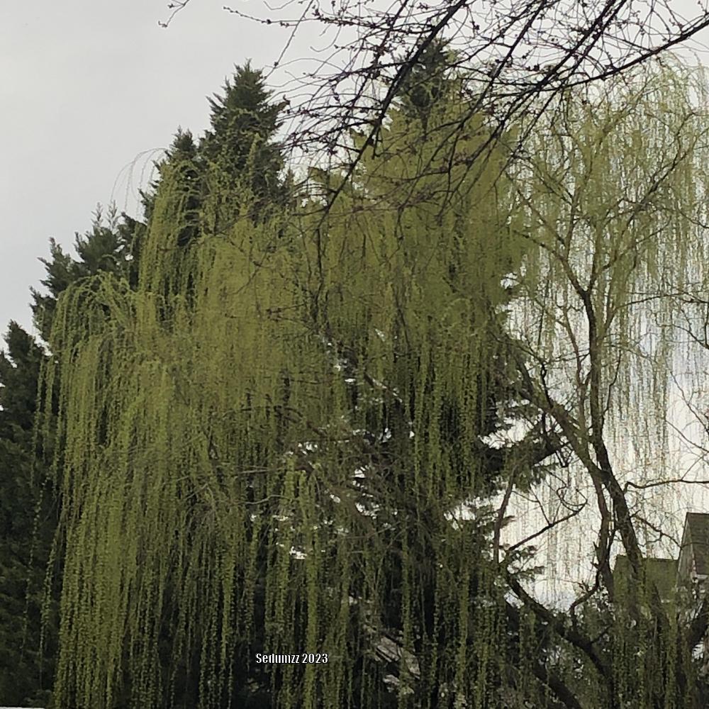 Photo of Weeping Willow (Salix babylonica) uploaded by sedumzz