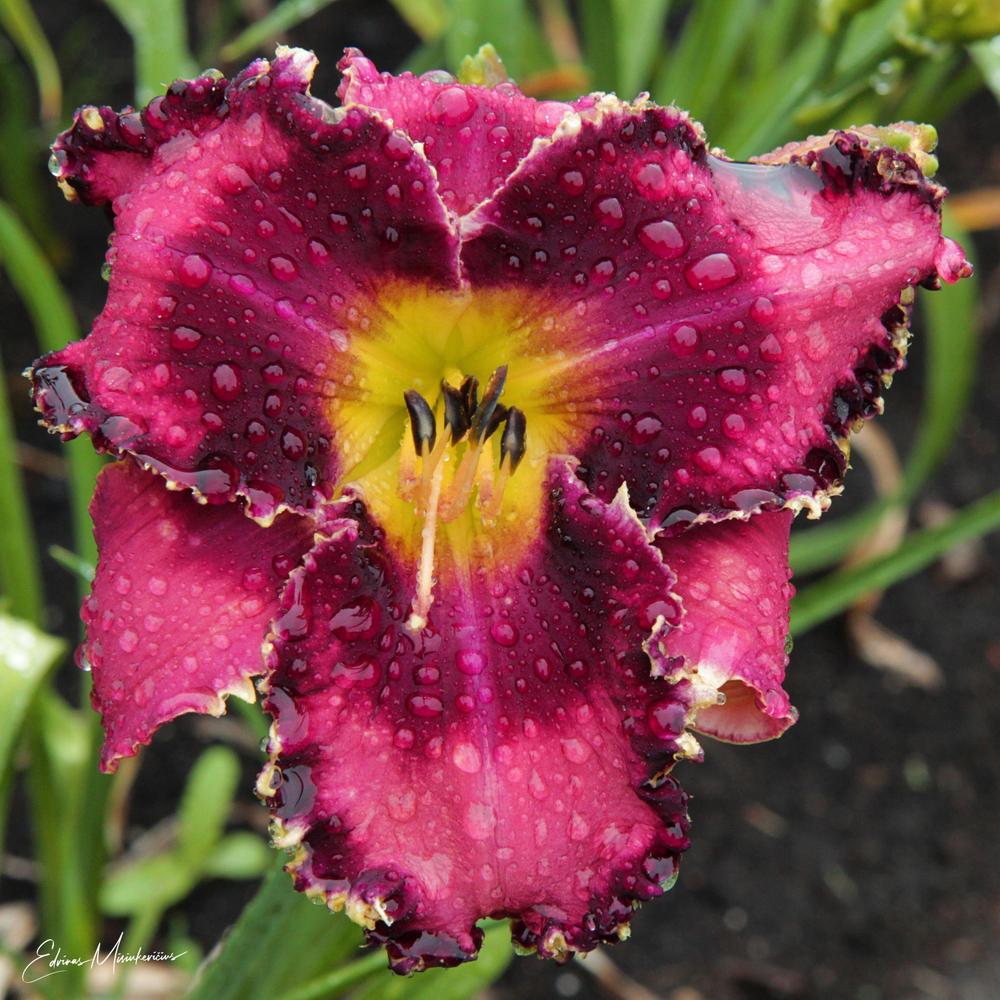 Photo of Daylily (Hemerocallis 'Grab the Moment') uploaded by Edvinas