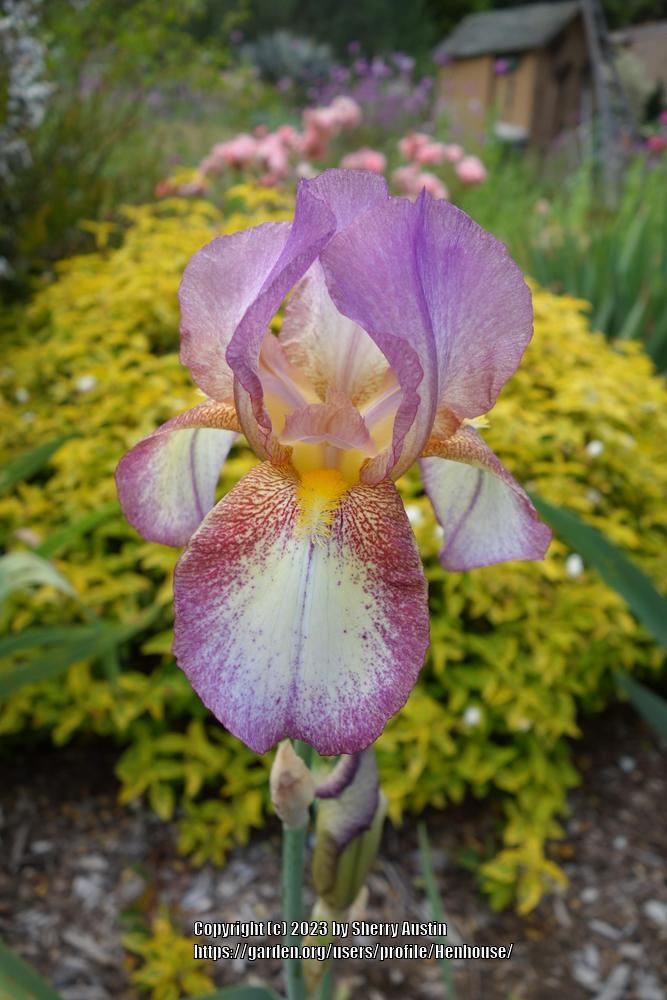 Photo of Tall Bearded Iris (Iris 'Confetti') uploaded by Henhouse