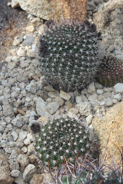 Photo of Barbed Sea Urchin Cactus (Lobivia ancistrophora) uploaded by RuuddeBlock