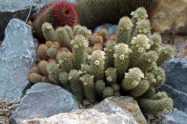 Photo of Ladyfinger Cactus (Mammillaria elongata) uploaded by RuuddeBlock