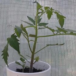 Location: My greenhouse
Date: 2023-03-04
Young plant has already drooped a branch; which is a characterist