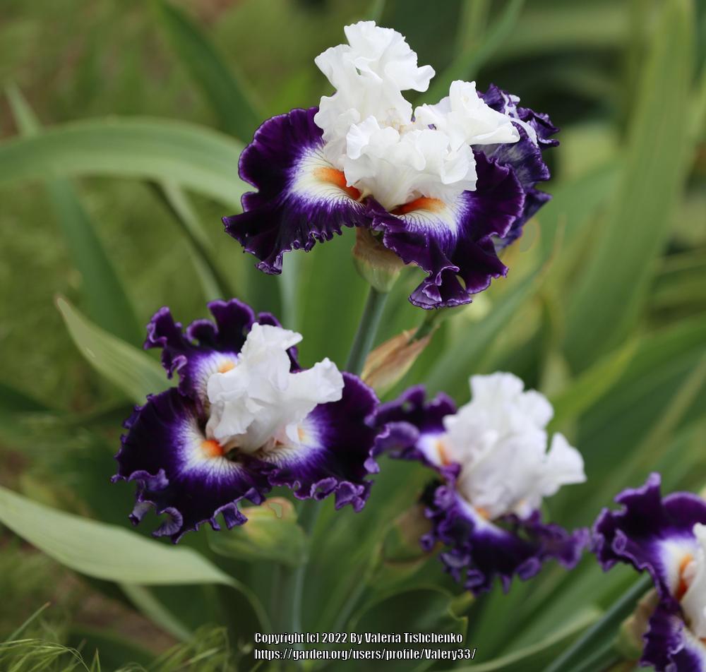 Photo of Tall Bearded Iris (Iris 'Passionista') uploaded by Valery33