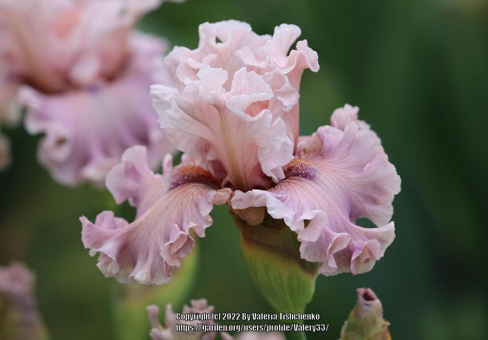 Photo of Tall Bearded Iris (Iris 'Another Suggestion') uploaded by Valery33