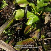 Venus's flytrap #391 (endangered species);  RAB page 518, 93-1-1;