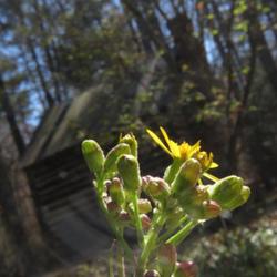 Location: North Carolina Botanical Gardens Chapel Hill, North Carolina
Date: February 28, 2023
Golden ragwort # 393; RAB p. 1037, 179-19-8, Synonym Senecio aure