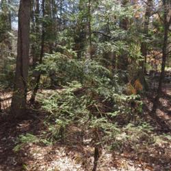 Location: North Carolina Botanical Gardens Chapel Hill, North Carolina
Date: February 28, 2023
Red spruce #395; RAB p. 38, 16-2-1; AG p. 491, 107-2-?, " Classic