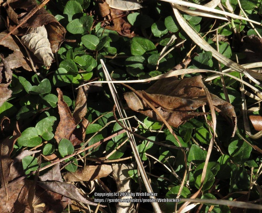 Photo of Partridgeberry (Mitchella repens) uploaded by WebTucker