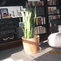 Location: My 6b home
Date: 2023
New and not repotted yet. Love it! I've named him Lurch.