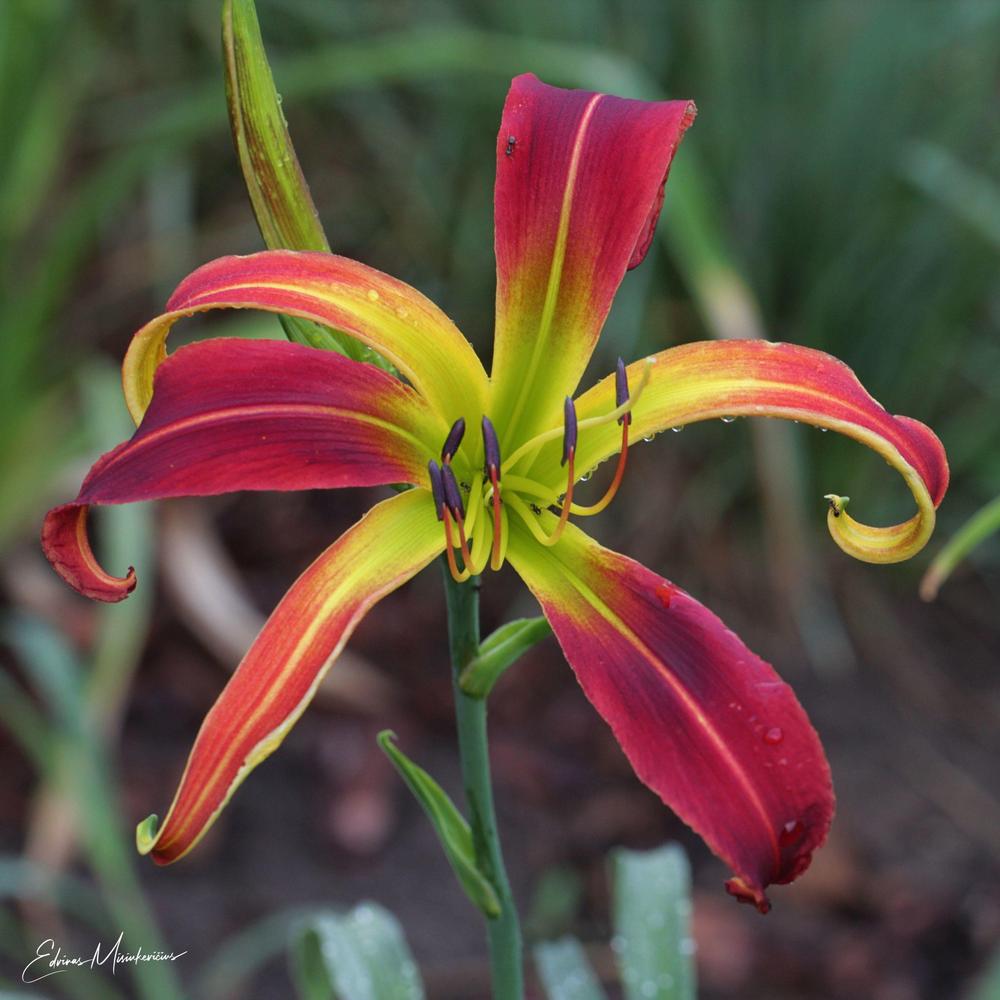 Photo of Daylily (Hemerocallis 'Great Red Dragon') uploaded by Edvinas