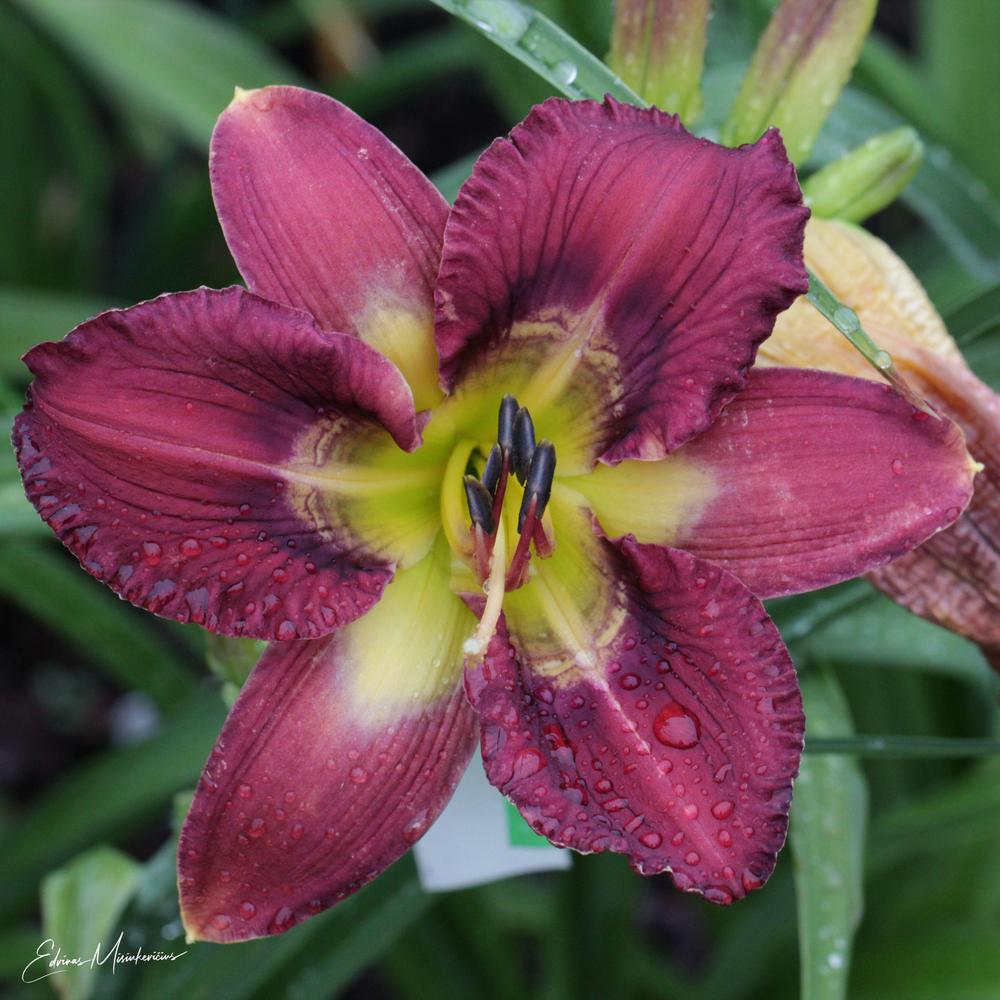 Photo of Daylily (Hemerocallis 'Totem and Taboo') uploaded by Edvinas