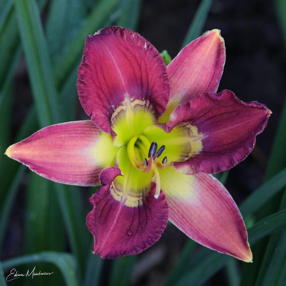 Photo of Daylily (Hemerocallis 'Totem and Taboo') uploaded by Edvinas