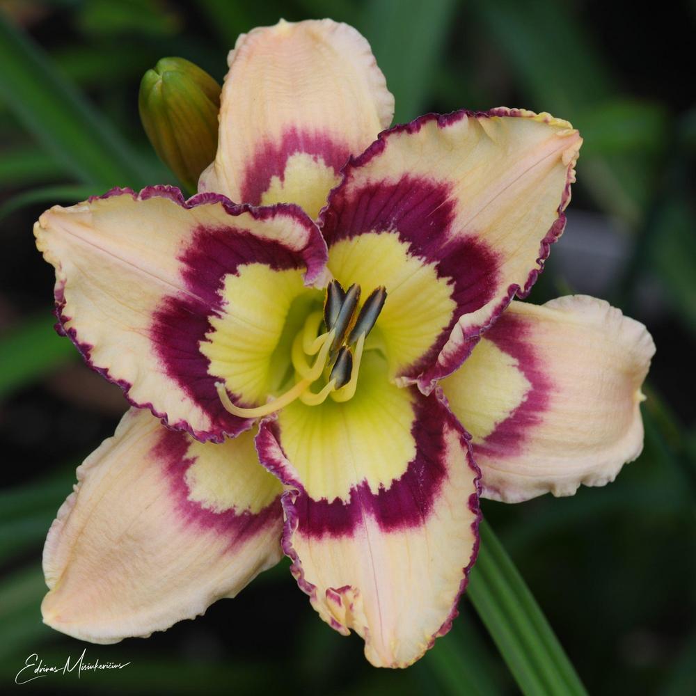 Photo of Daylily (Hemerocallis 'Violet Stained Glass') uploaded by Edvinas
