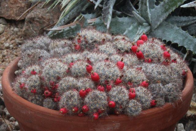 Photo of Feather Cactus (Mammillaria plumosa) uploaded by RuuddeBlock