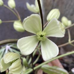 Location: Mississauga, ON
Date: 2021-05-05
Clematis armandii... Zone pushing but worth it!