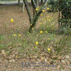 Location: Southern Pines, NC (Boyd House garden)
Date: March 4, 2023
Japanese Kerria #185 nn; LHB p. 519, 95-31-1; MBG, "Genus name ho