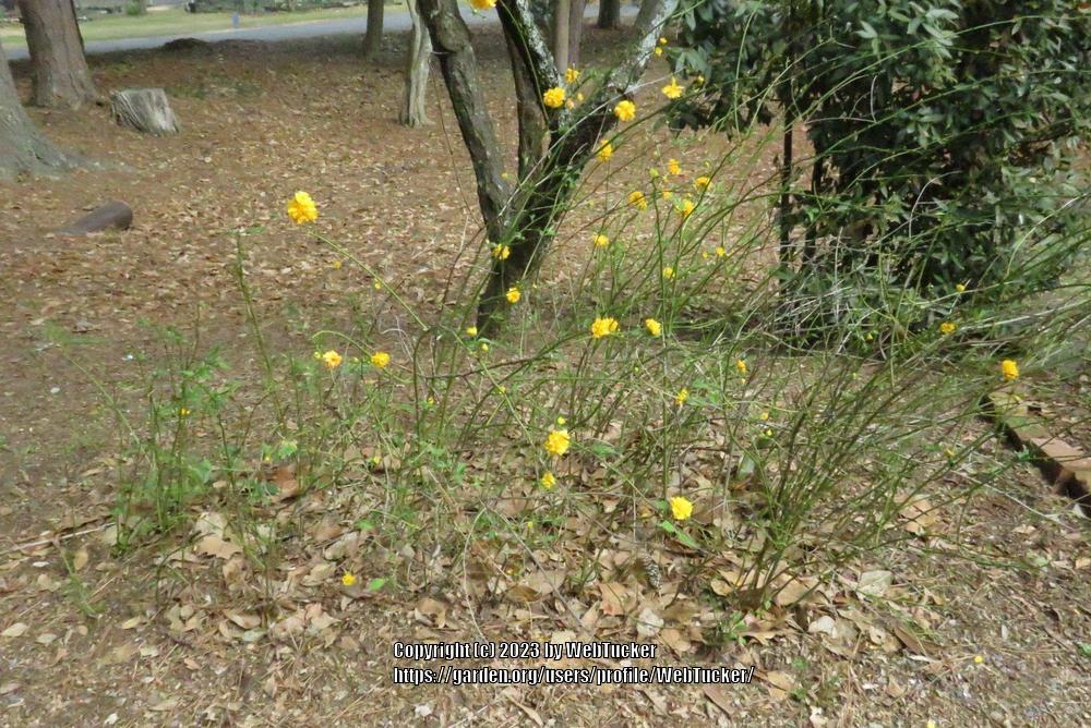 Photo of Double-Flowering Japanese Kerria (Kerria japonica 'Pleniflora') uploaded by WebTucker
