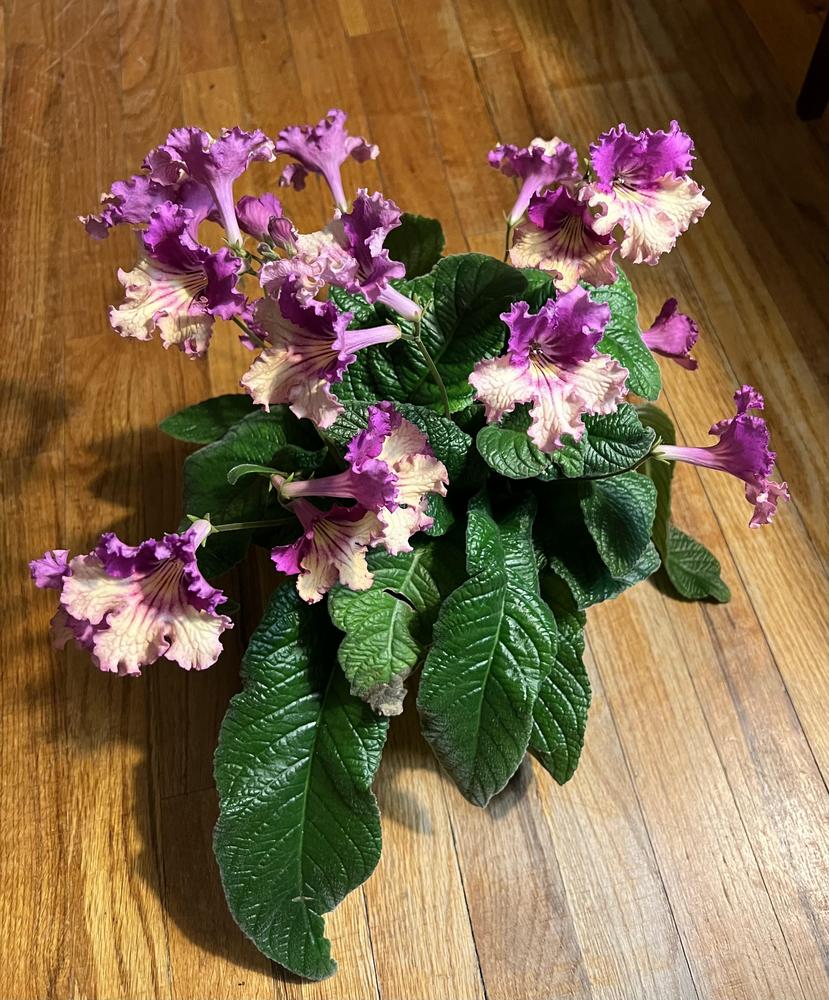 Photo of Cape Primrose (Streptocarpus Ladyslippers™ Yellow Pink Cap) uploaded by bxncbx
