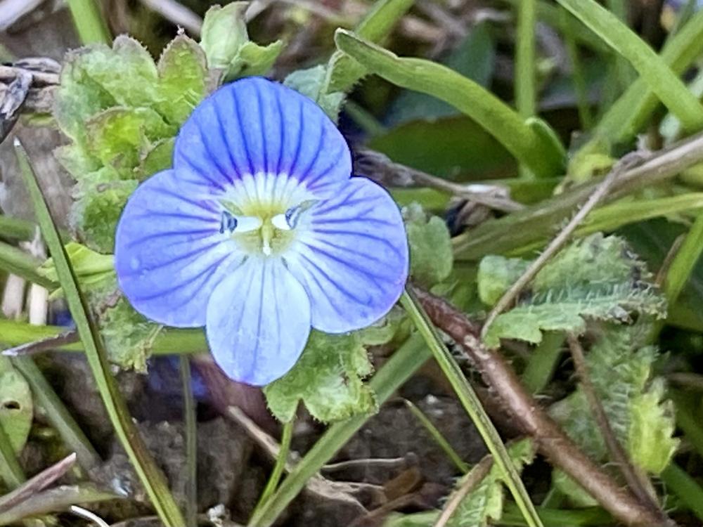 Photo of Persian Speedwell (Veronica persica) uploaded by csandt