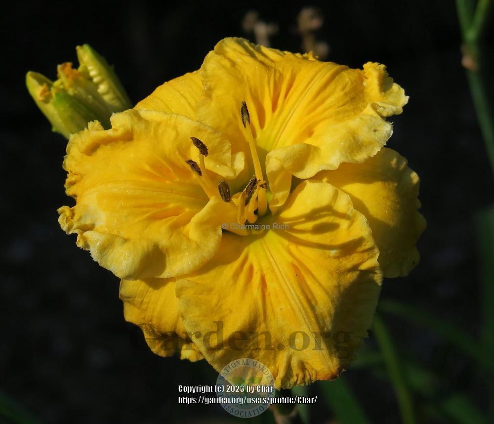 Photo of Daylily (Hemerocallis 'Song of the Empire') uploaded by Char