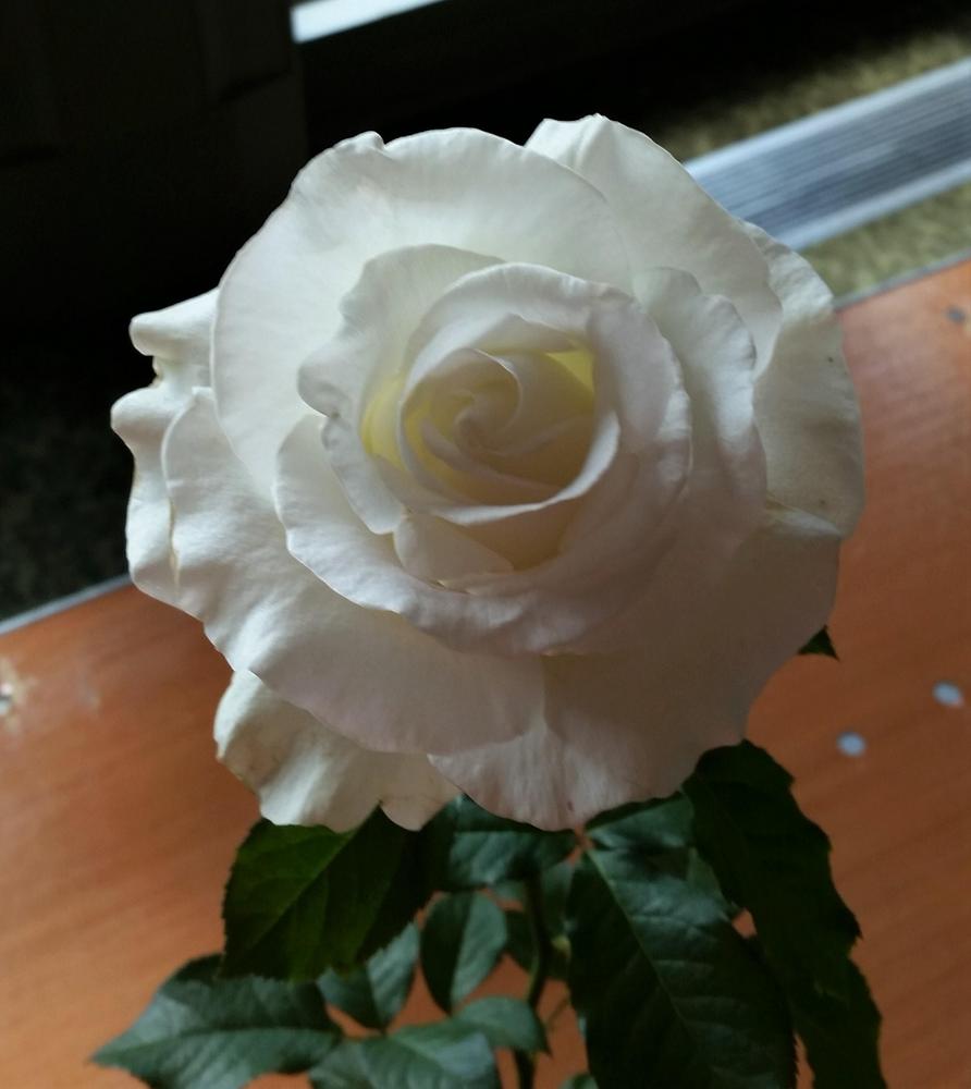 Photo of Rose (Rosa 'Crystalline') uploaded by KenNEGA