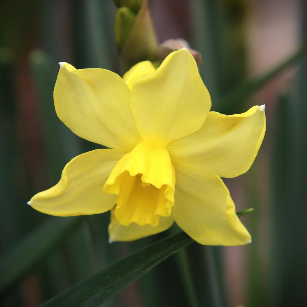 Photo of Miniature Jonquilla Daffodil (Narcissus 'Pipit') uploaded by LoriMT