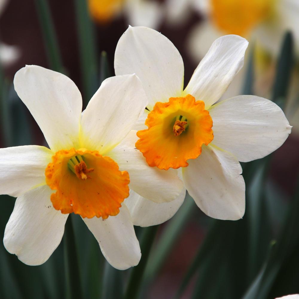 Photo of Large Cupped Daffodil (Narcissus 'Sempre Avanti') uploaded by LoriMT