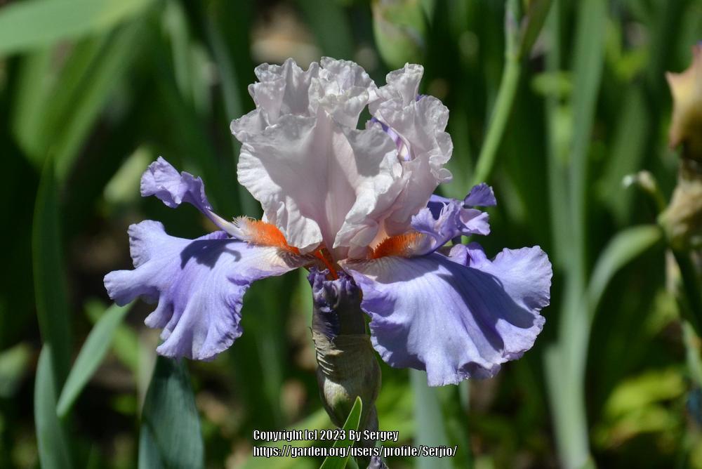 Photo of Tall Bearded Iris (Iris 'Announcement') uploaded by Serjio
