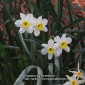 Bunch Daffodil #189 nn; LHB p. 25935-31-8.Daffodil #163 nn; LHB p