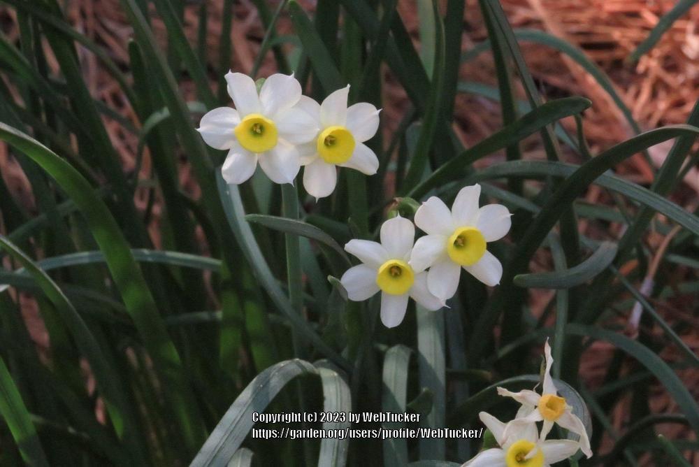 Photo of Tazetta Narcissus (Narcissus tazetta) uploaded by WebTucker