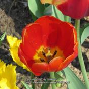 Garden Tulip #187 nn; LHB p. 219, 33-1-?, "Oriental name for turb