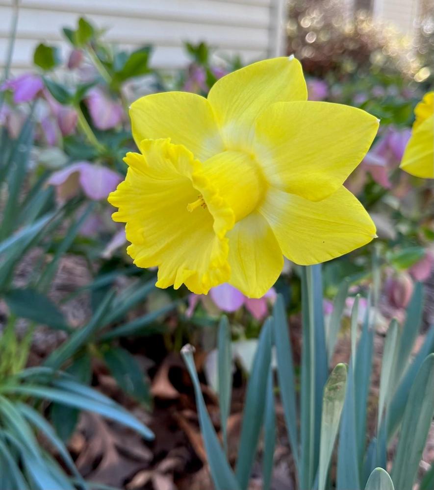 Photo of Trumpet Daffodil (Narcissus 'Sabatini') uploaded by gregnc