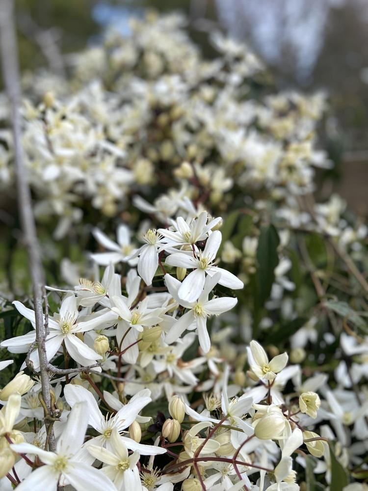 Photo of Clematis (Clematis armandii 'Snowdrift') uploaded by Calif_Sue