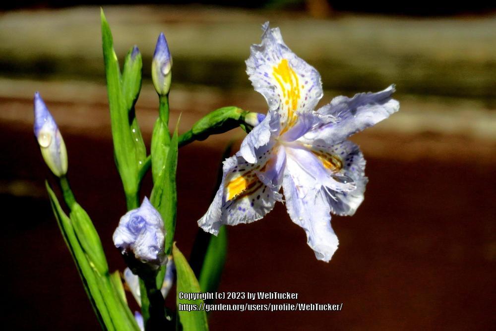 Photo of Species Iris (Iris japonica) uploaded by WebTucker