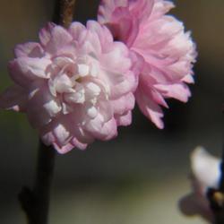 Location: Southern Pines, NC (Boyd House garden)
Date: March 8, 2023
Flowering Almond #190 nn; LHB page 542, 95-19, "Classical name of