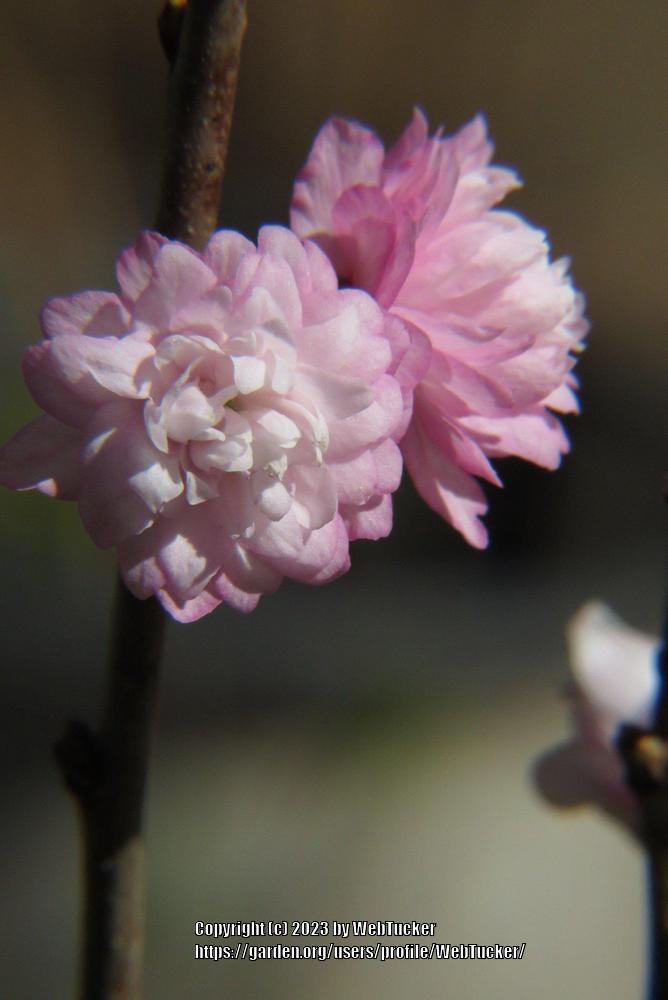 Photo of Flowering Almond (Prunus triloba) uploaded by WebTucker