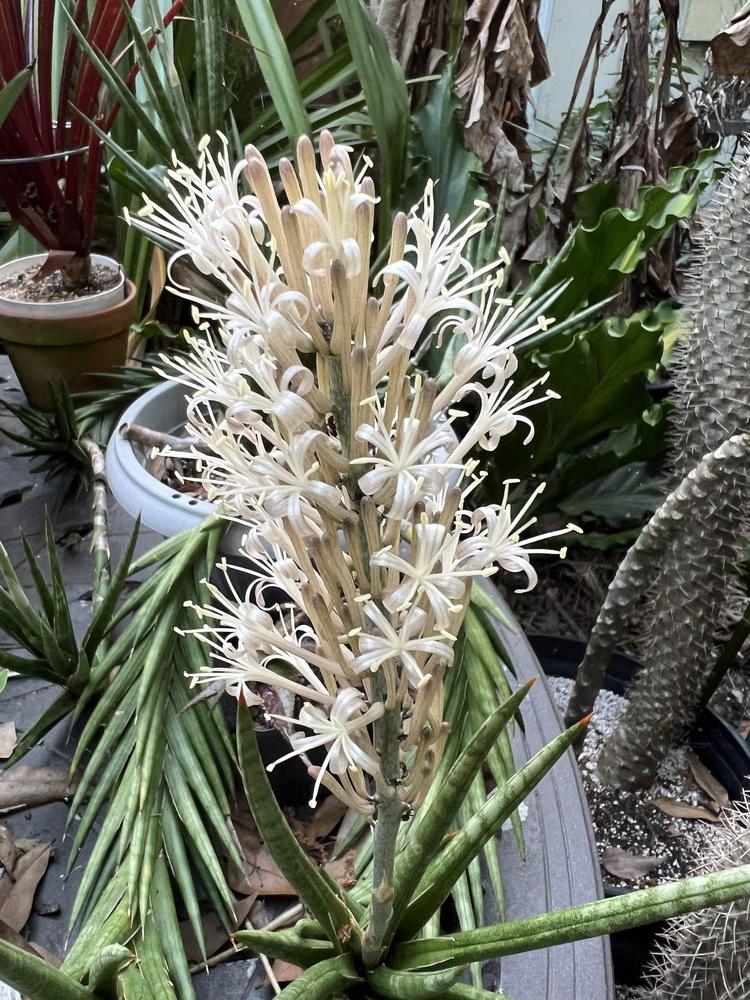Photo of Snake Plant (Dracaena francisii) uploaded by Wildbloomers