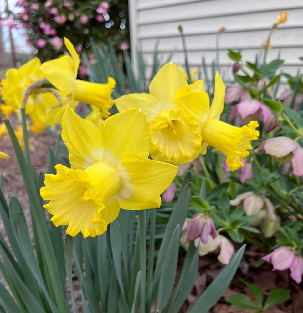 Photo of Trumpet Daffodil (Narcissus 'Sabatini') uploaded by gregnc